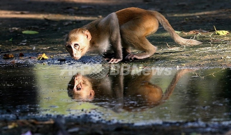 サルに多いマラリアが人にも感染、死亡例も マレーシア研究 サルに多いマラリアが人にも感染、死亡例も マレーシア研究