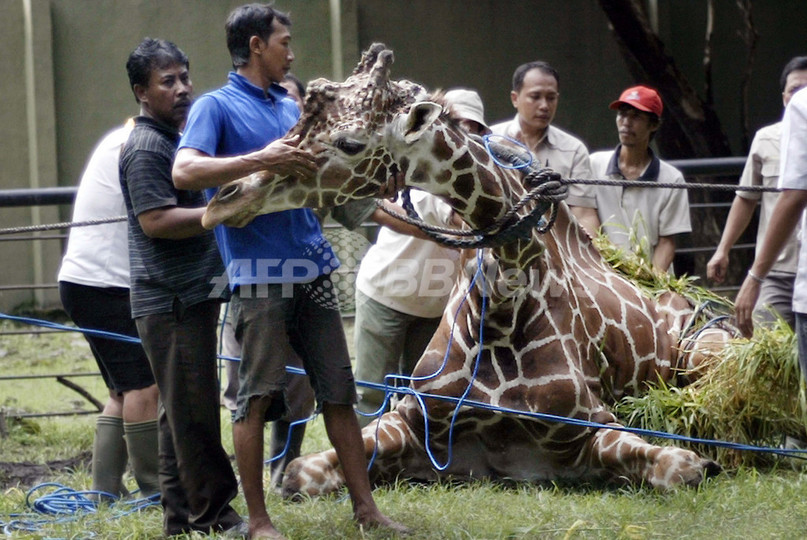 死んだキリンの胃からプラスチック塊20キロ、インドネシア動物園 死んだキリンの胃からプラスチック塊20キロ、インドネシア動物園