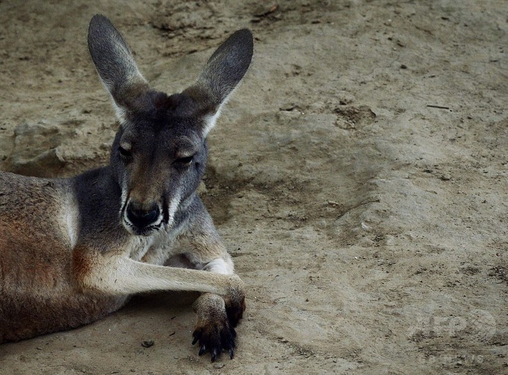 動物園のカンガルー2頭死傷、客がれんがなど投げ付ける 中国 動物園のカンガルー2頭死傷、客がれんがなど投げ付ける 中国