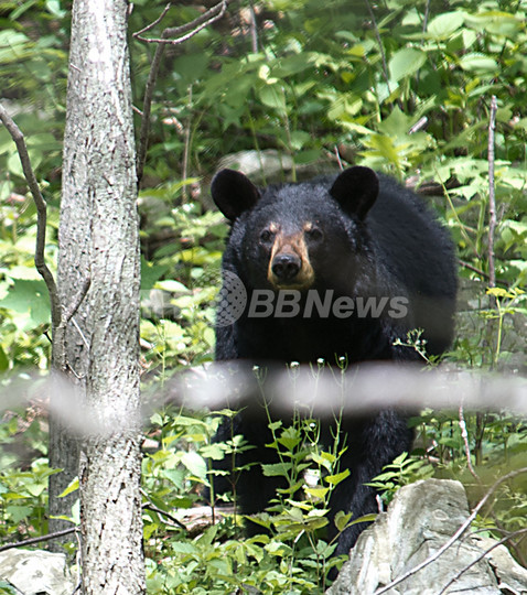 カナダで観光客がクマに襲われる カナダで観光客がクマに襲われる