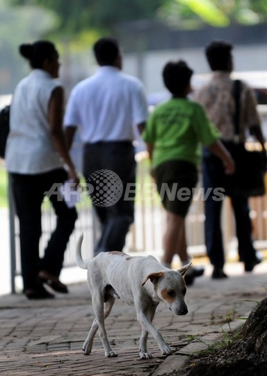 狂犬病対策に「野犬保護区」設置へ、スリランカ 狂犬病対策に「野犬保護区」設置へ、スリランカ