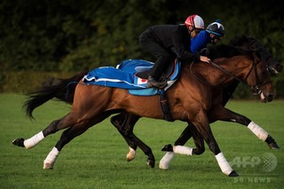 サトノダイヤモンド、凱旋門賞の前哨戦で4着に終わる サトノダイヤモンド、凱旋門賞の前哨戦で4着に終わる