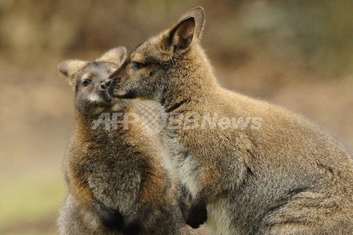 ケシの実食べてハイになったワラビー、輪になって飛び回る 豪 ケシの実食べてハイになったワラビー、輪になって飛び回る 豪