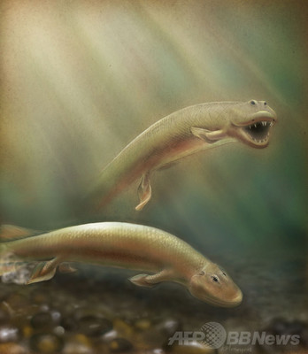ひれから足へ、3億7500万年前の化石に進化の節目 米研究 ひれから足へ、3億7500万年前の化石に進化の節目 米研究