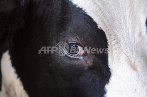 世界初の「人工肉」バーガー、今秋に製造開始 オランダ科学者 世界初の「人工肉」バーガー、今秋に製造開始 オランダ科学者