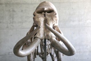 マンモスの化石にはなぜ雄が多いのか?単独行動に死の落とし穴 マンモスの化石にはなぜ雄が多いのか?単独行動に死の落とし穴