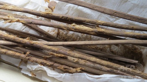寄生虫、古代シルクロードの商人と共に移動 研究 寄生虫、古代シルクロードの商人と共に移動 研究