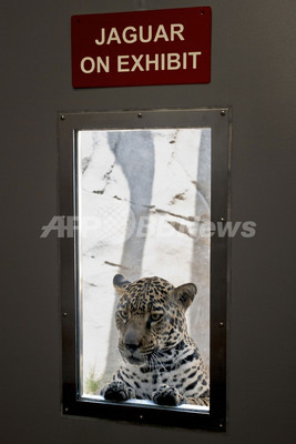 隣部屋のライオンに興味津々のジャガー、米サンディエゴ動物園 隣部屋のライオンに興味津々のジャガー、米サンディエゴ動物園