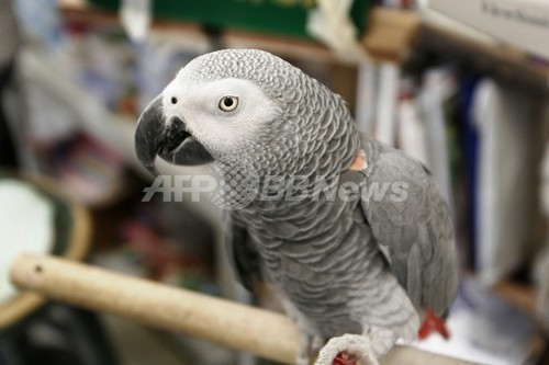 カゴの中のヨウム、火災から一家を救う 英国 カゴの中のヨウム、火災から一家を救う 英国