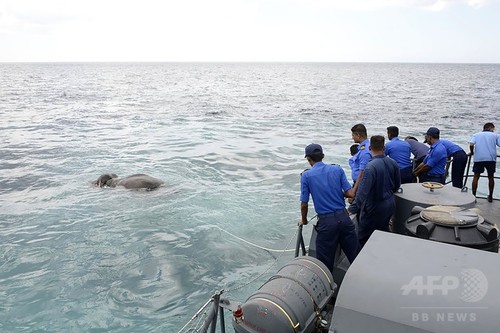 沖に流されたゾウ、スリランカ海軍が12時間かけ「奇跡的」に救出 沖に流されたゾウ、スリランカ海軍が12時間かけ「奇跡的」に救出