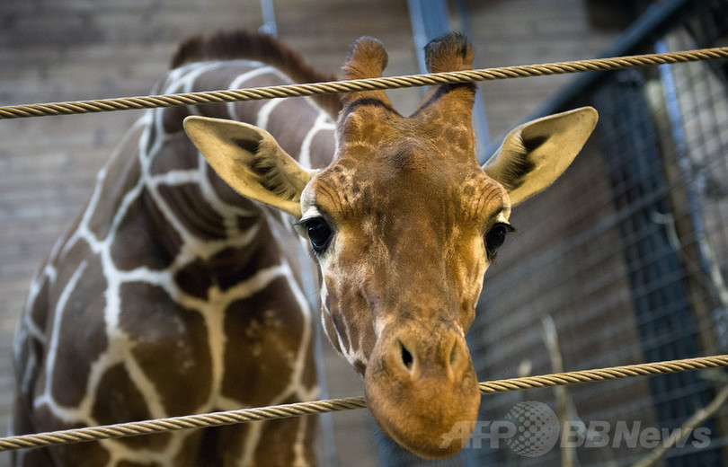 デンマーク、動物園のキリンまた殺処分か デンマーク、動物園のキリンまた殺処分か