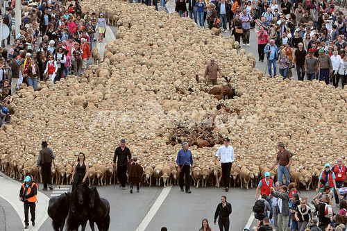 数千頭の動物が街を歩く、仏マルセイユ 数千頭の動物が街を歩く、仏マルセイユ