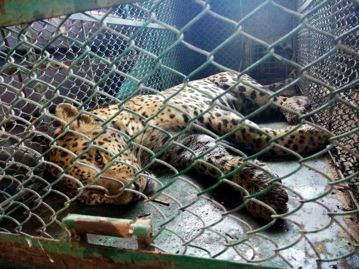 スズキ子会社工場で見つかったヒョウ、36時間後に捕獲 インド スズキ子会社工場で見つかったヒョウ、36時間後に捕獲 インド