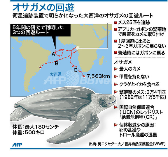 オサガメの大西洋回遊ルート、衛星使った研究で明らかに オサガメの大西洋回遊ルート、衛星使った研究で明らかに