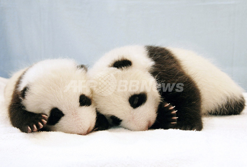 野生のジャイアントパンダ、2-3世代で絶滅の恐れ 中国 野生のジャイアントパンダ、2-3世代で絶滅の恐れ 中国
