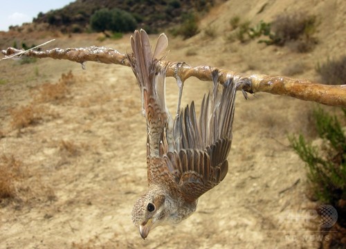 キプロスの野鳥の密猟、2016年は230万羽 史上最悪の水準 キプロスの野鳥の密猟、2016年は230万羽 史上最悪の水準