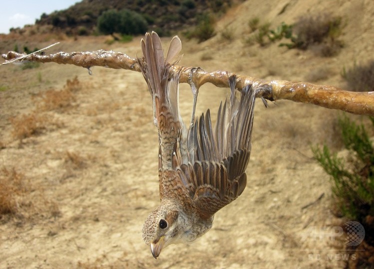キプロスの野鳥の密猟、2016年は230万羽 史上最悪の水準 キプロスの野鳥の密猟、2016年は230万羽 史上最悪の水準