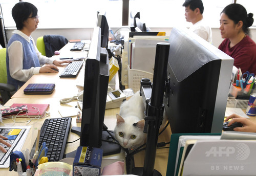 動画:オフィスに「猫同伴通勤」、ニャンとも癒やされるIT会社 東京 動画:オフィスに「猫同伴通勤」、ニャンとも癒やされるIT会社 東京