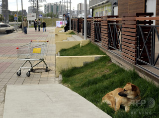 W杯開催都市で野良犬を大量殺処分、人道的解決を要請 ロシア W杯開催都市で野良犬を大量殺処分、人道的解決を要請 ロシア