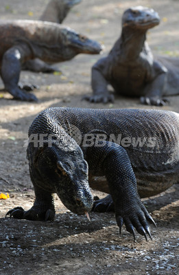 コモドオオトカゲが観光ガイド襲う、インドネシア・リンチャ島 コモドオオトカゲが観光ガイド襲う、インドネシア・リンチャ島