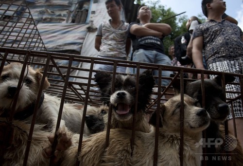 中国「犬肉祭」、中国人女性が犬100匹を買い取り救出 中国「犬肉祭」、中国人女性が犬100匹を買い取り救出