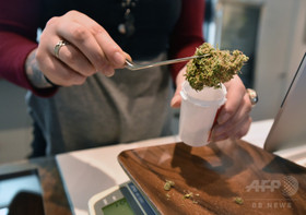 デンマーク、医療用大麻の試験的導入プログラム実施へ デンマーク、医療用大麻の試験的導入プログラム実施へ