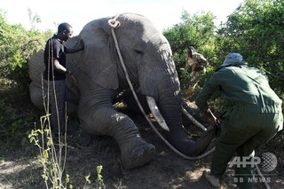 野生動物保護レンジャー、1年の殉職107人 訓練・装備など不足 野生動物保護レンジャー、1年の殉職107人 訓練・装備など不足