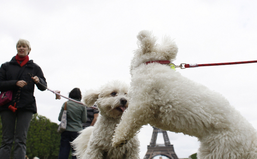 お目当ては犬ではなくペットシッター、パリの「ドッグデート」