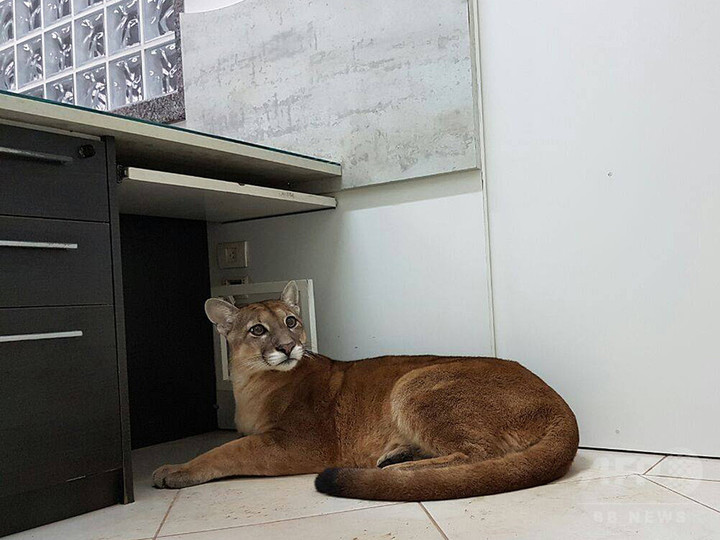 オフィスに猫…いやピューマが! 従業員が通報 ブラジル オフィスに猫…いやピューマが! 従業員が通報 ブラジル