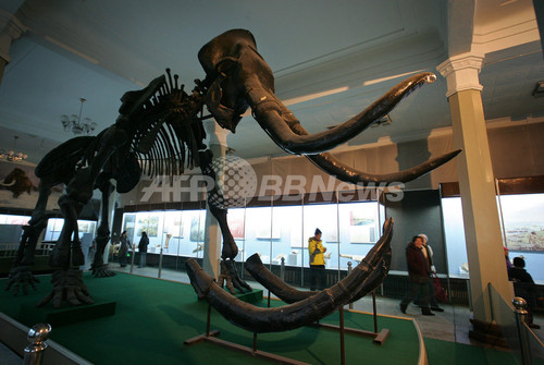 マンモスの毛のDNA解読に成功、絶滅種の研究に大幅な前進期待 マンモスの毛のDNA解読に成功、絶滅種の研究に大幅な前進期待