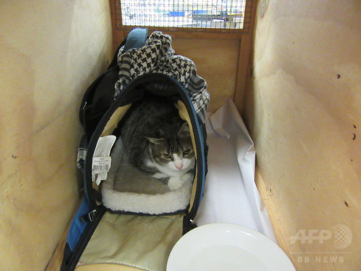 愛猫をハンドバッグに隠して入国試みる、NZ空港で女を拘束 愛猫をハンドバッグに隠して入国試みる、NZ空港で女を拘束