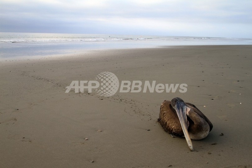 ペルー海岸の大量死、鳥類5000羽・イルカ900匹に ペルー海岸の大量死、鳥類5000羽・イルカ900匹に
