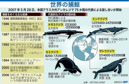 豪環境相、日本の調査捕鯨を非難 豪環境相、日本の調査捕鯨を非難