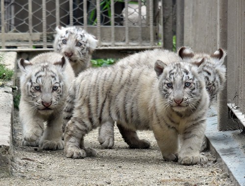 希少なホワイトタイガー4頭公開へ、東武動物公園