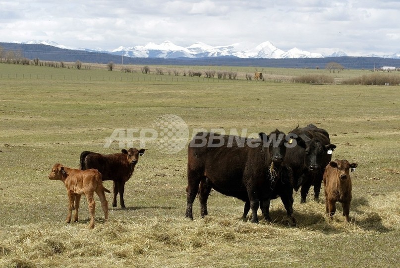 「温暖化ガス排出食」の王者は牛肉、畜産分野の約80% 「温暖化ガス排出食」の王者は牛肉、畜産分野の約80%
