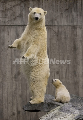 新・ホッキョクグマ赤ちゃんはお母さんと一緒 新・ホッキョクグマ赤ちゃんはお母さんと一緒