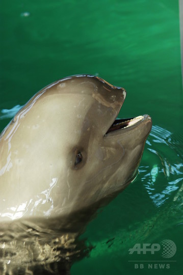 長江のスナメリは独立種、遺伝子変化で淡水に適応 長江のスナメリは独立種、遺伝子変化で淡水に適応