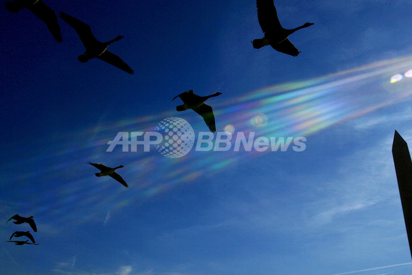 渡り鳥は栄養価の高い果実を知っている、米大研究 渡り鳥は栄養価の高い果実を知っている、米大研究