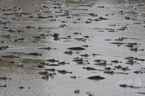 干ばつで河川が渇水、数千匹のワニが危機に パラグアイ