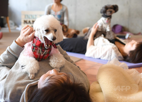 犬や猫と楽しむヨガ教室 首都圏で人気じわり 犬や猫と楽しむヨガ教室 首都圏で人気じわり