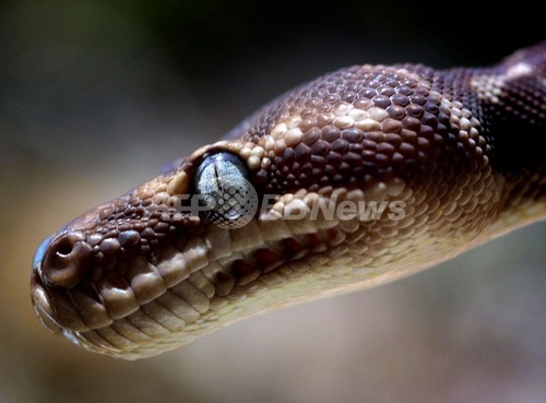飛行中にヘビ失踪、豪カンタス航空 飛行中にヘビ失踪、豪カンタス航空
