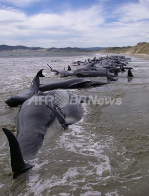 ニュージーランドでクジラの群れ座礁、107頭死亡 ニュージーランドでクジラの群れ座礁、107頭死亡