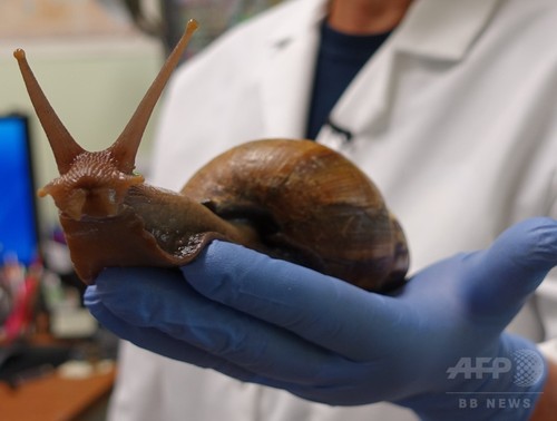 「ぬるぬるの敵」終わりなき巨大カタツムリとの闘い、米フロリダ 「ぬるぬるの敵」終わりなき巨大カタツムリとの闘い、米フロリダ