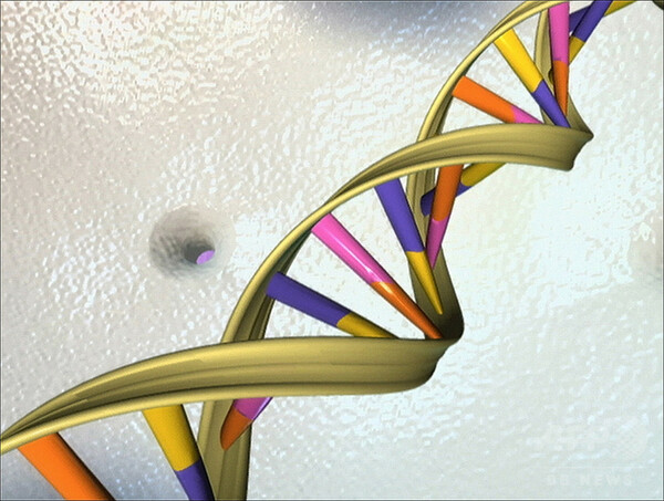 「健康的な老化」 母親のDNAが影響か 研究