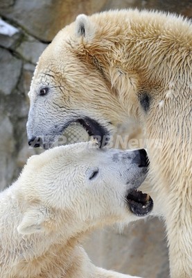 動物愛護団体「クヌートに去勢手術を」、恋人候補と血縁関係 動物愛護団体「クヌートに去勢手術を」、恋人候補と血縁関係