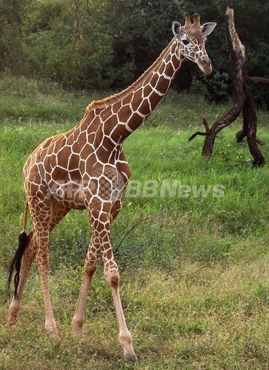 「キリンは食べてもよい」、イスラエルの宗教指導者 「キリンは食べてもよい」、イスラエルの宗教指導者