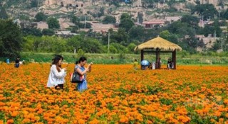 295万鉢の菊の花が古城を飾る、中国・開封 295万鉢の菊の花が古城を飾る、中国・開封