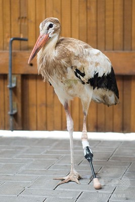 片脚を失ったコウノトリ、義足を与えられ元気に回復 ドイツ