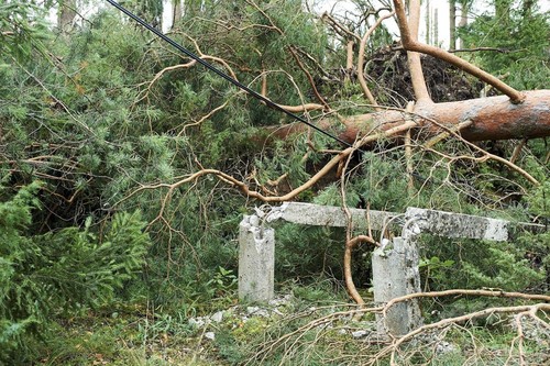 ポーランドで暴風雨、キャンプ中の少女ら5人倒木で死亡 ポーランドで暴風雨、キャンプ中の少女ら5人倒木で死亡