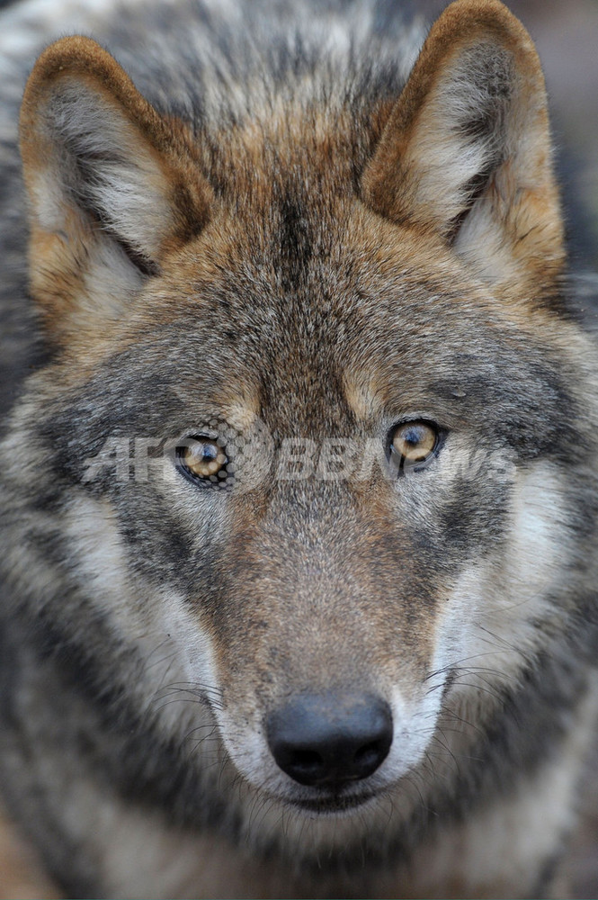 ヨーロッパオオカミの群れ、ドイツの野生公園 写真12枚 国際ニュース：AFPBB News